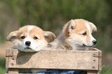CORGI PEMBROKE 1348